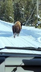 Quand un bison s'en prend à des touristes en motoneige