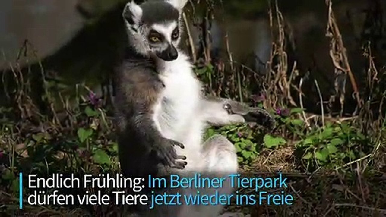 Frühlingserwachen im Berliner Tierpark