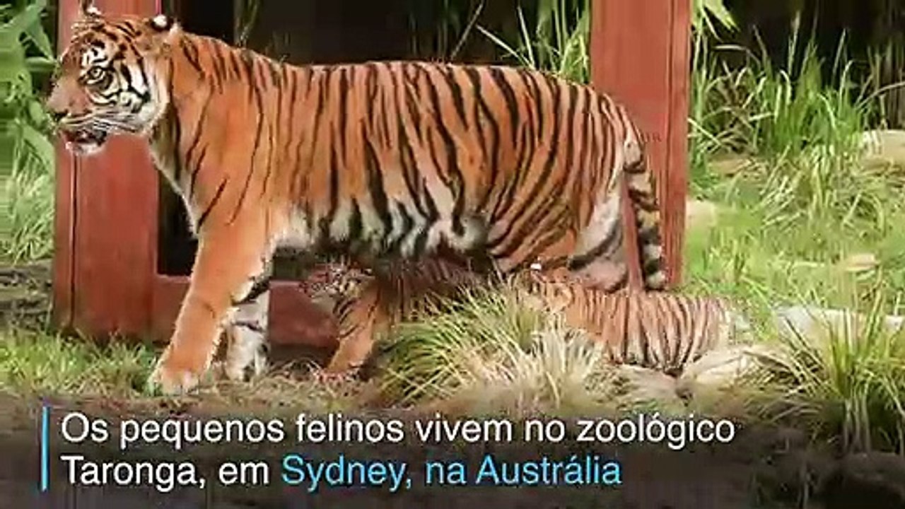 Nasce a esperança