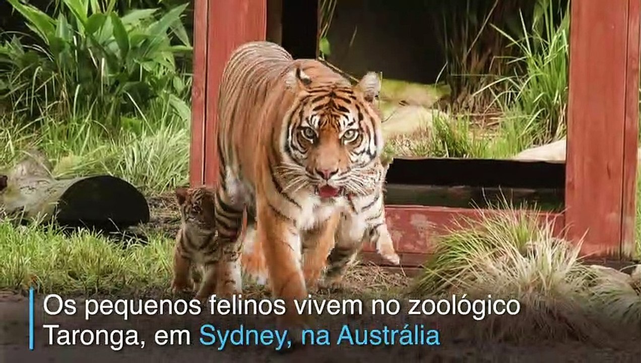 Nasce a esperança