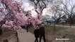 DC Cherry Blossoms blooming early this spring