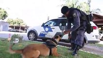 Treinamento de cães da Polícia Militar - parte 2