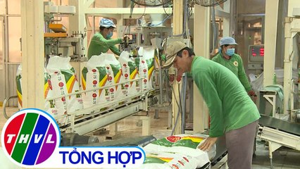 THVL | Chuyên đề kinh tế: Chuỗi liên kết sản xuất lúa gạo