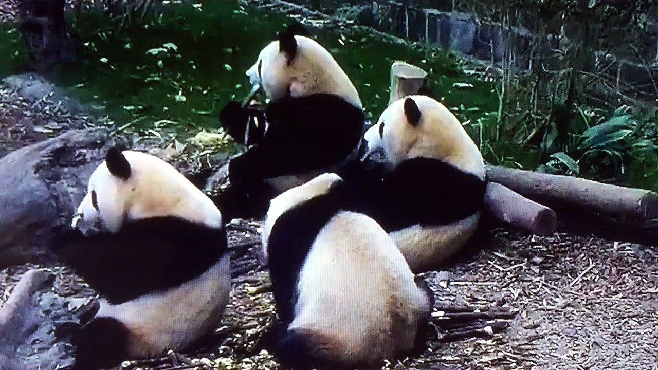 Adorable Giant Panda Eating Bamboo Shoots