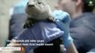 Adorable Otter Pups Undergo A Vet Exam