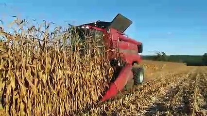 Moderno Vaca Preparación En La Alimentación De Equipos De Agricultura De Tomate Cosechadora De Arado Tractor De Fardos De Heno Zanjadora