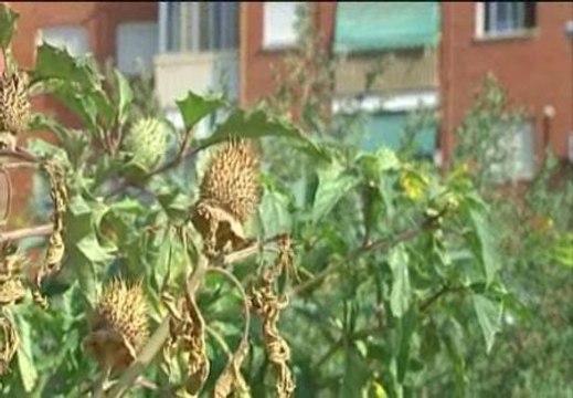 El estramonio prolifera junto al circuito de Fórmula 1 de Valencia