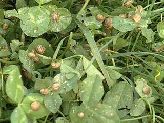 Comienzan un proyecto de cría de caracoles