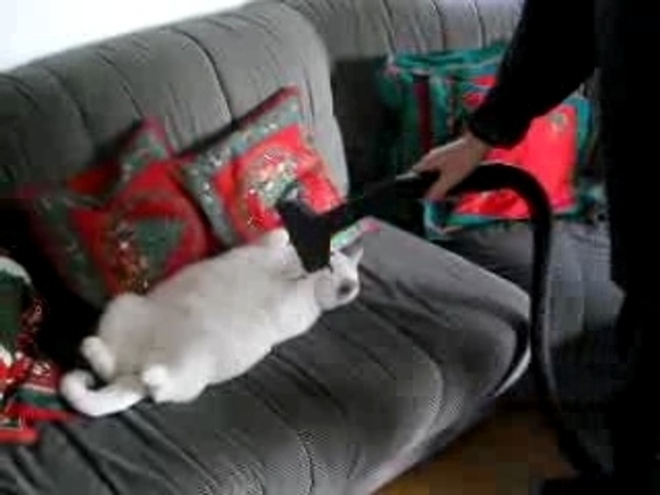 L'aspira-gatto...