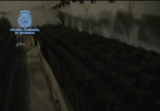 La policía desmantela en Zaragoza un invernadero de marihuana