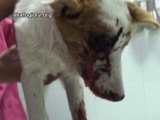 Apalean a un cachorro de tres meses