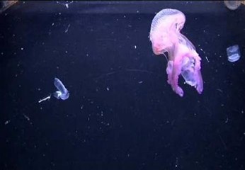 "Las medusas han salvado centenares de miles de vidas"