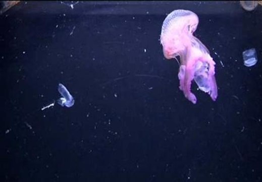 Las medusas han salvado centenares de miles de vidas