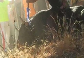 Se celebra el Toro de la Vega bajo una fuerta polémica