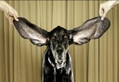 Harbor, el perro con las orejas más largas del mundo