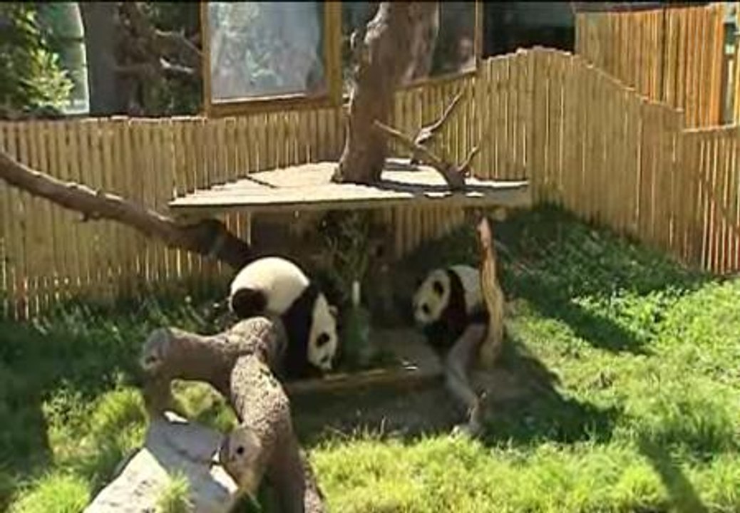 Los osos panda del Zoo de Madrid cumplen un año