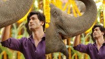 Junglee Box Office Day 1 Collection: Vidyut Jammwal|Chuck Russell |Pooja Sawant | FilmiBeat