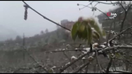 Yeşillenen Fındık Dallarının Üzerine Yağan Kar ve Etkili Olan Soğuk Hava Üreticiyi Tedirgin Ediyor