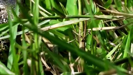 Amazing Bird Threaten Monitor Lizard Hunting Defends Crocodile Eggs