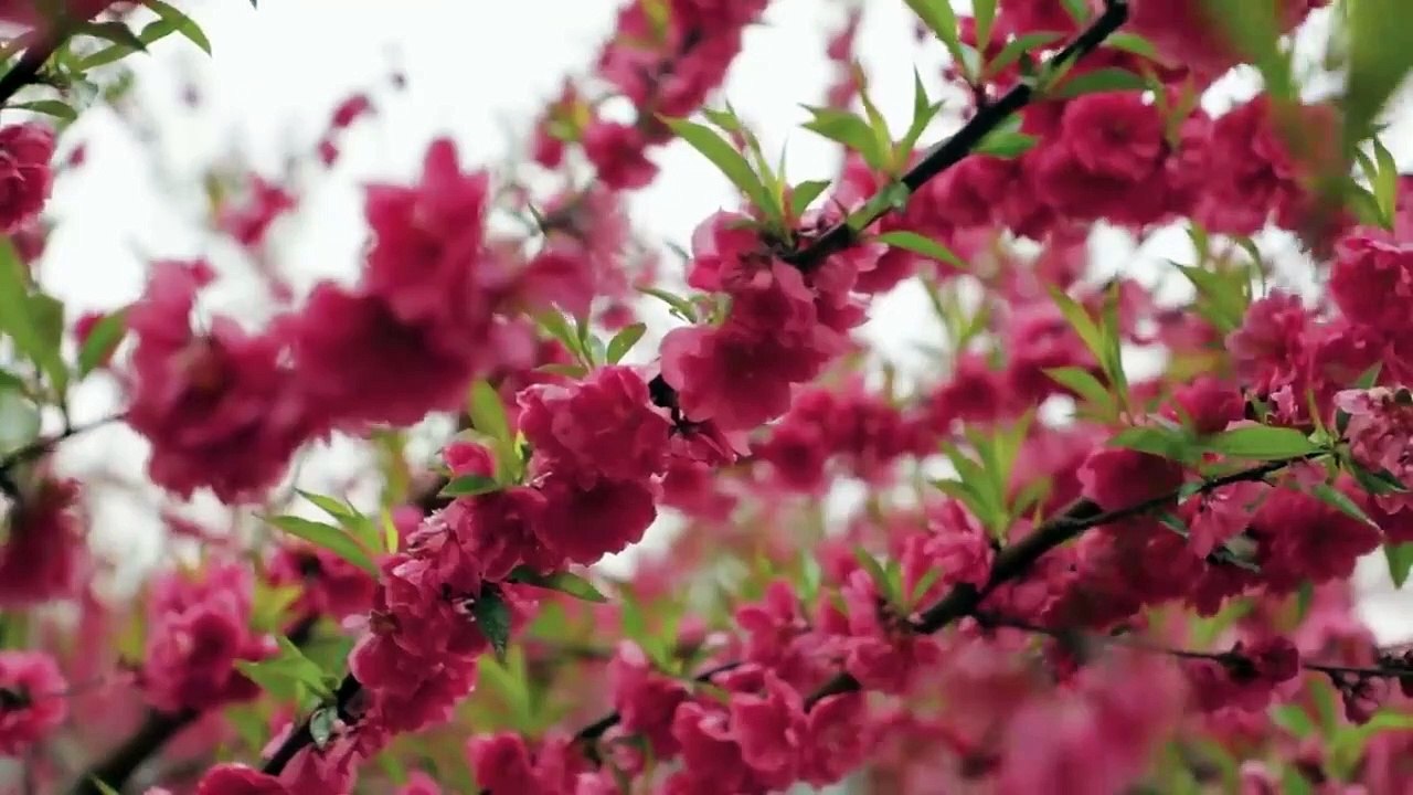 Stir-fry scrambled eggs [five princes]