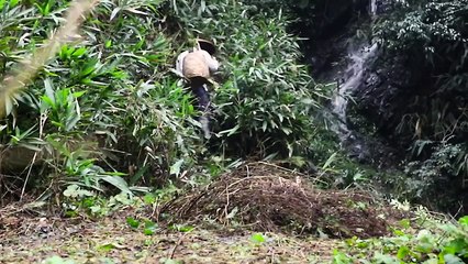 Dig a bit of winter bamboo shoots back to fried beef