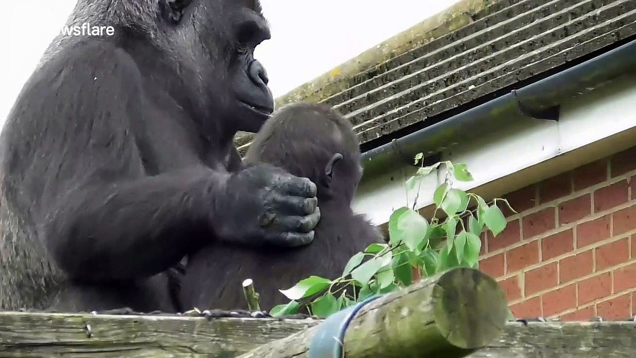 Happy UK Mother's Day! Here's to the mums of the animal world