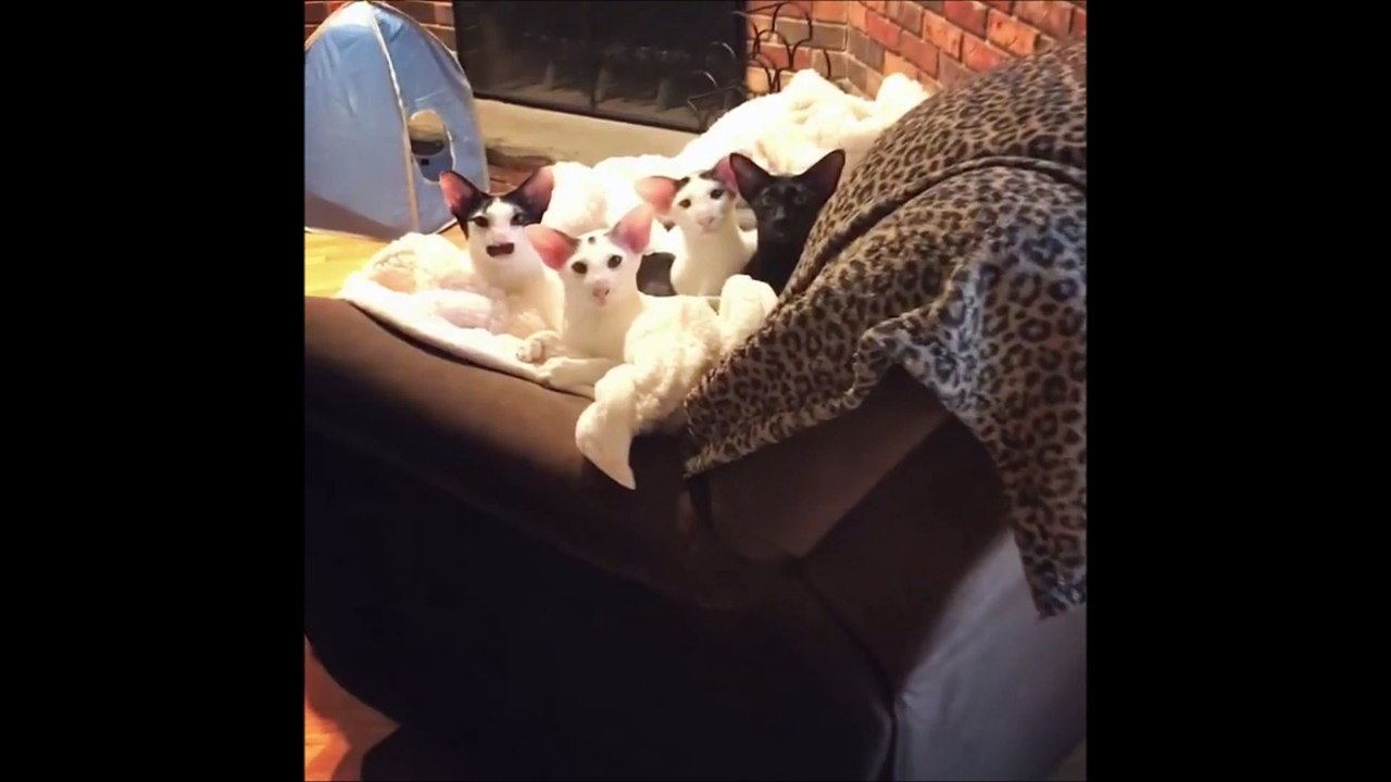 'Dobby Cat', le chat le plus étrange de la planète, en multiples photos et vidéos