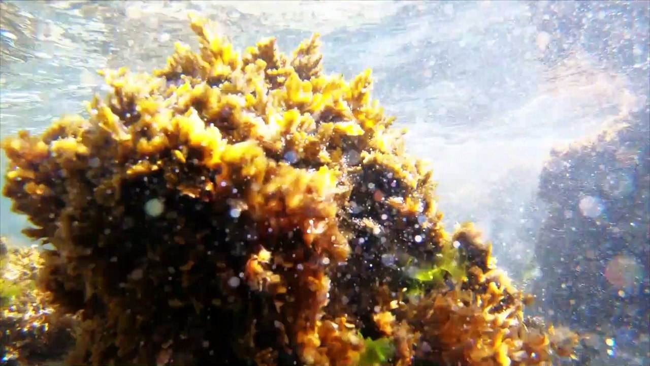 CAP D'AGDE - La journée vidéo de Patou Ricard : le sentier sous-marin