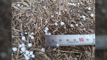 [날씨] 봄 날씨 맞아? 우박 강풍에 꽃샘추위까지 / YTN