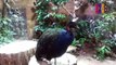 B111- Congo Peafowl, Congo