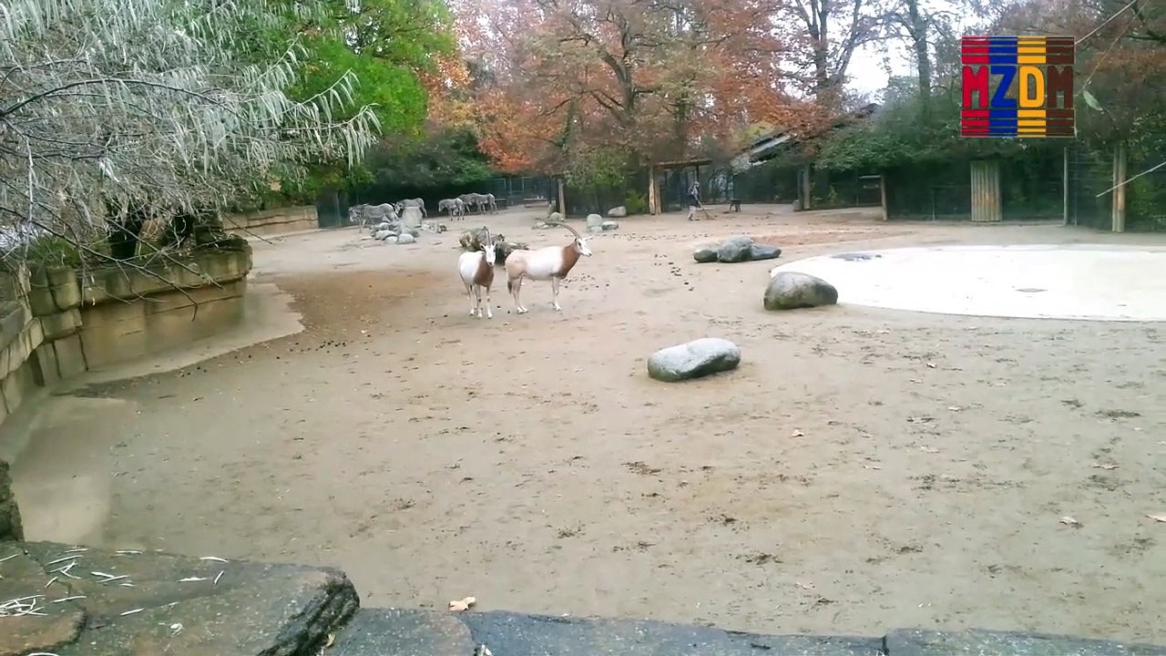B118- Scimitar-horned Oryx, North Africa
