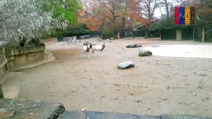B118- Scimitar-horned Oryx, North Africa