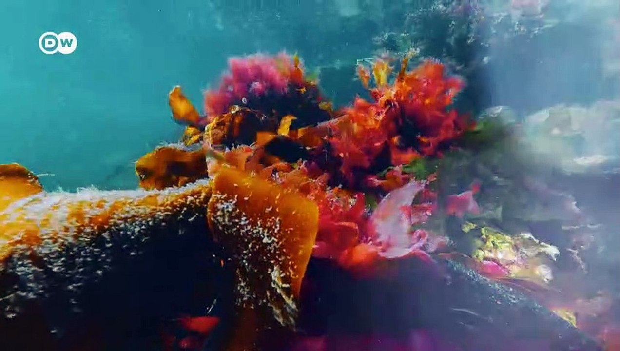 Speisen im größten Unterwasser-Restaurant der Welt | Euromaxx