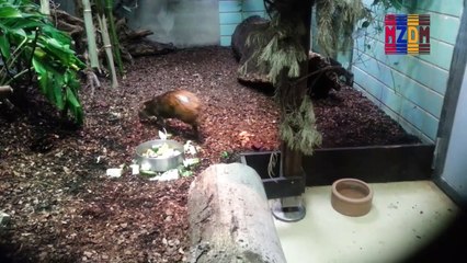 B120- Golden-Rumped Agouti, Emperor Tamarin, South America