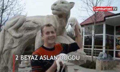Değerine paha biçilemiyor! Nadir görülen 2 beyaz aslan doğdu