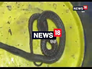 VIDEO : वन विभाग की टीम ने एक घर से पकड़ा खतरनाक कोबरा सांप