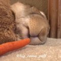 Sleeping Rabbit Wakes Up After Sniffing Carrot