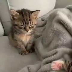 funny animals video - most cute cat sleeping