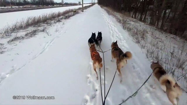Dog Mushing February 18, 2019