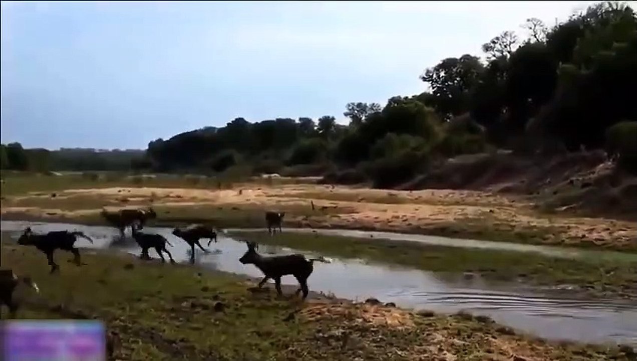 Wild Dogs v Impala