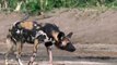 Wild Dogs Big Mistake Provoked Kudu  Elephant Became Hero