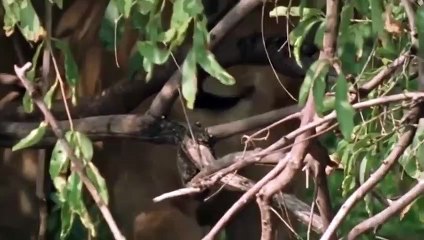 Leopard Rescue Baby Monkey From Lion Hunting