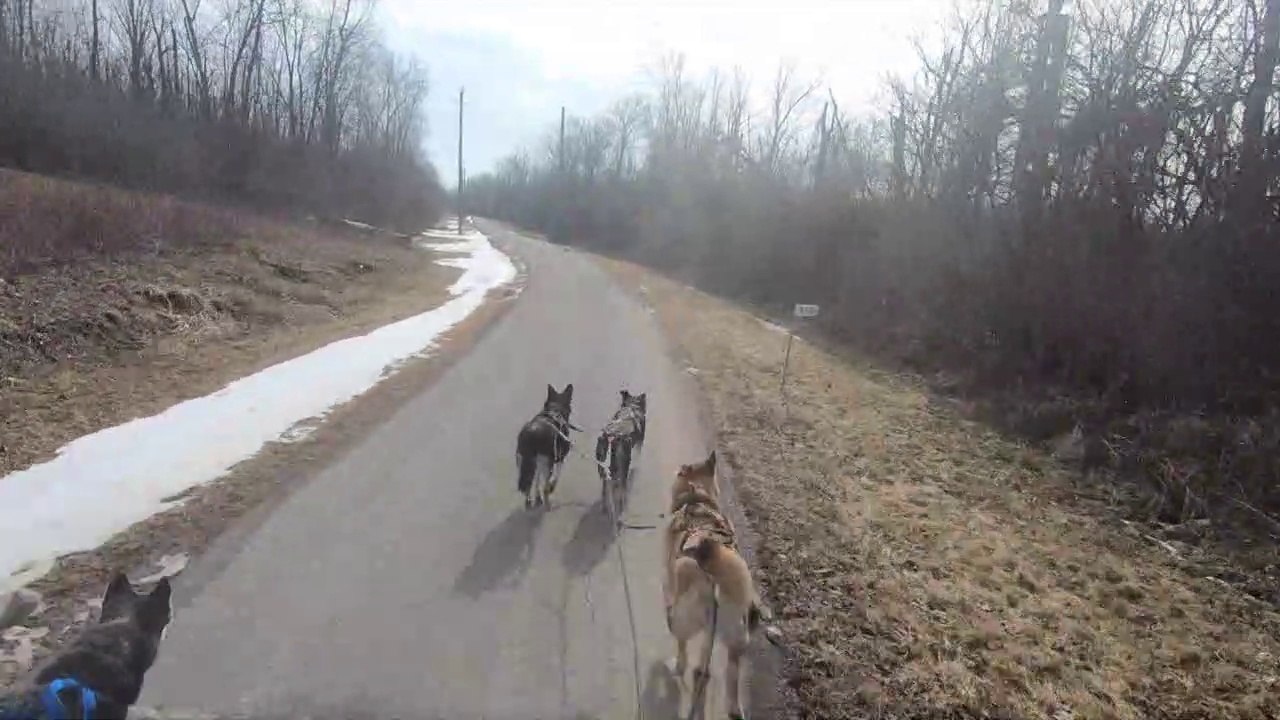 Dry Land husky run February 23, 2019