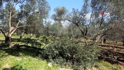 Burhaniye’de poyraz fırtınası seralara ve ağaçlara zarar verdi