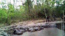 Elefantenbabys aus Schlammloch gerettet
