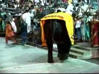 Un elefante hiere a 6 personas en una estampida en La India