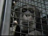 Un hogar para los chimpancés abandonados