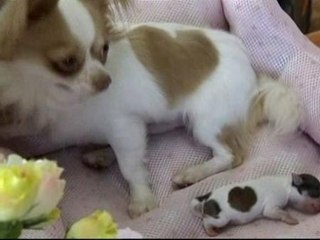 Famosos por sus manchas en forma de corazón