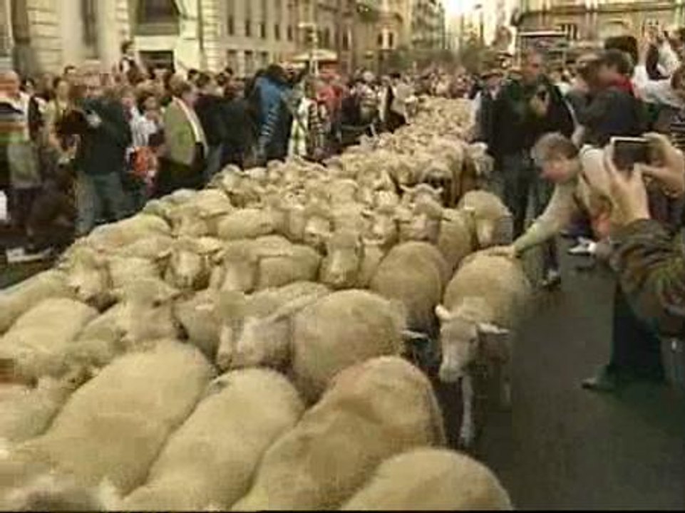 Ovejas contra el cambio climático