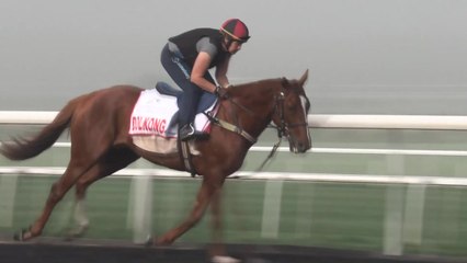 한국 경주마 '돌콩' 세계 최고 상금 '두바이월드컵' 11위 / YTN